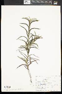 Potamogeton robbinsii image