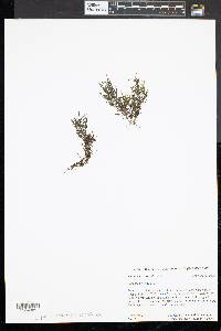 Potamogeton spirillus image