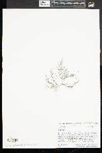 Potamogeton vaseyi image