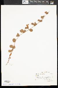 Lysimachia nummularia image
