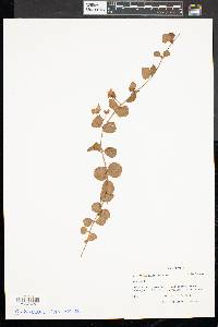 Lysimachia nummularia image