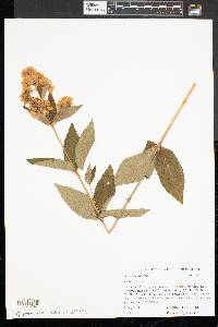 Lysimachia vulgaris image