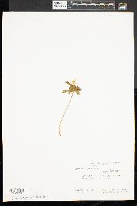Anemone quinquefolia image