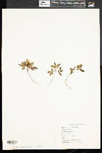 Anemone quinquefolia image
