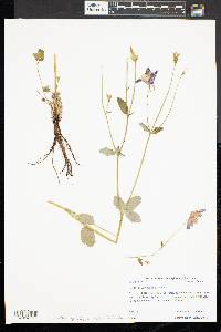 Aquilegia vulgaris image