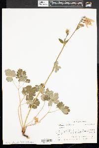 Aquilegia vulgaris image