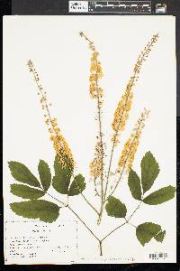 Actaea racemosa image