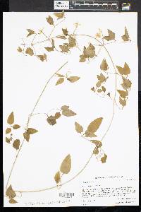 Clematis terniflora image