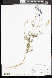 Delphinium ajacis image