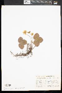 Anemone americana image