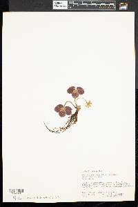 Anemone americana image