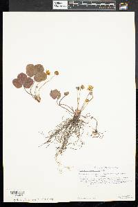 Anemone americana image