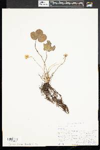 Anemone americana image