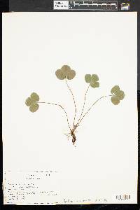 Anemone americana image
