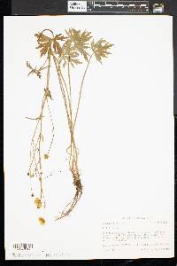 Ranunculus acris image
