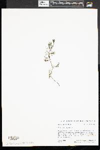 Ranunculus aquatilis image