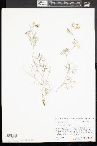 Ranunculus aquatilis image