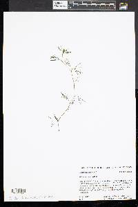 Ranunculus aquatilis image