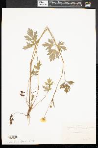 Ranunculus bulbosus image