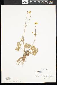 Ranunculus bulbosus image