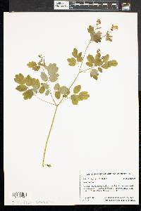 Thalictrum polygamum image