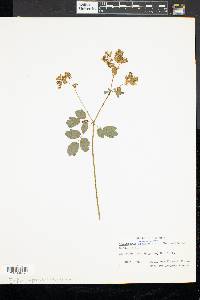 Thalictrum polygamum image