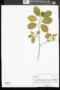 Frangula alnus image