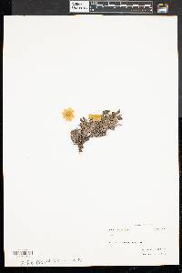 Dryas octopetala image