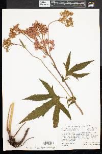 Filipendula rubra image