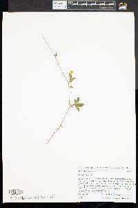 Potentilla canadensis image