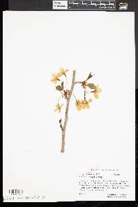 Prunus avium image