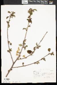 Prunus avium image