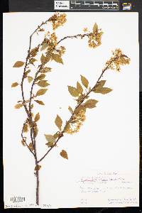 Prunus pensylvanica image