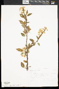 Prunus pensylvanica image