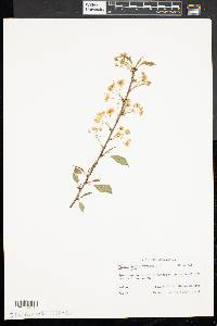 Prunus pensylvanica image