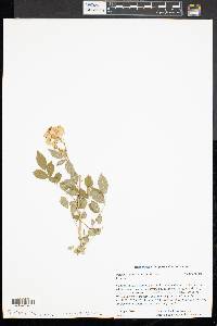 Rosa multiflora image