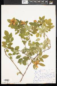 Rosa virginiana image