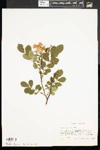 Rosa virginiana image