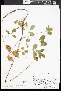 Rubus hispidus image