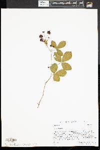 Rubus hispidus image