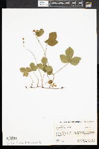 Rubus hispidus image