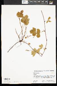 Rubus hispidus image