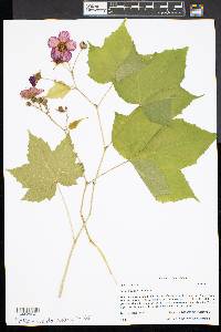 Rubus odoratus image