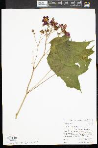 Rubus odoratus image