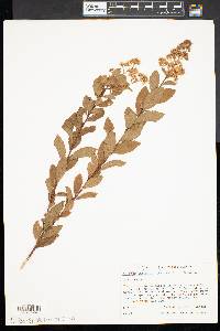 Spiraea alba image