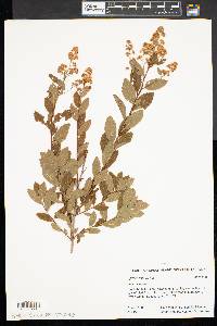 Spiraea alba image