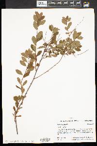 Spiraea alba image