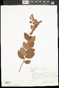 Spiraea alba image