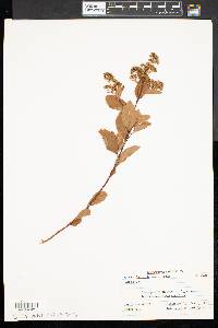 Spiraea latifolia image