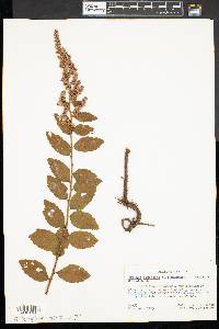 Spiraea tomentosa image